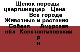 Щенок породы  цвергшнауцер › Цена ­ 30 000 - Все города Животные и растения » Собаки   . Амурская обл.,Константиновский р-н